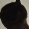 Silhouette of a cat against a light background