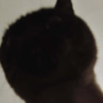 Silhouette of a cat against a light background