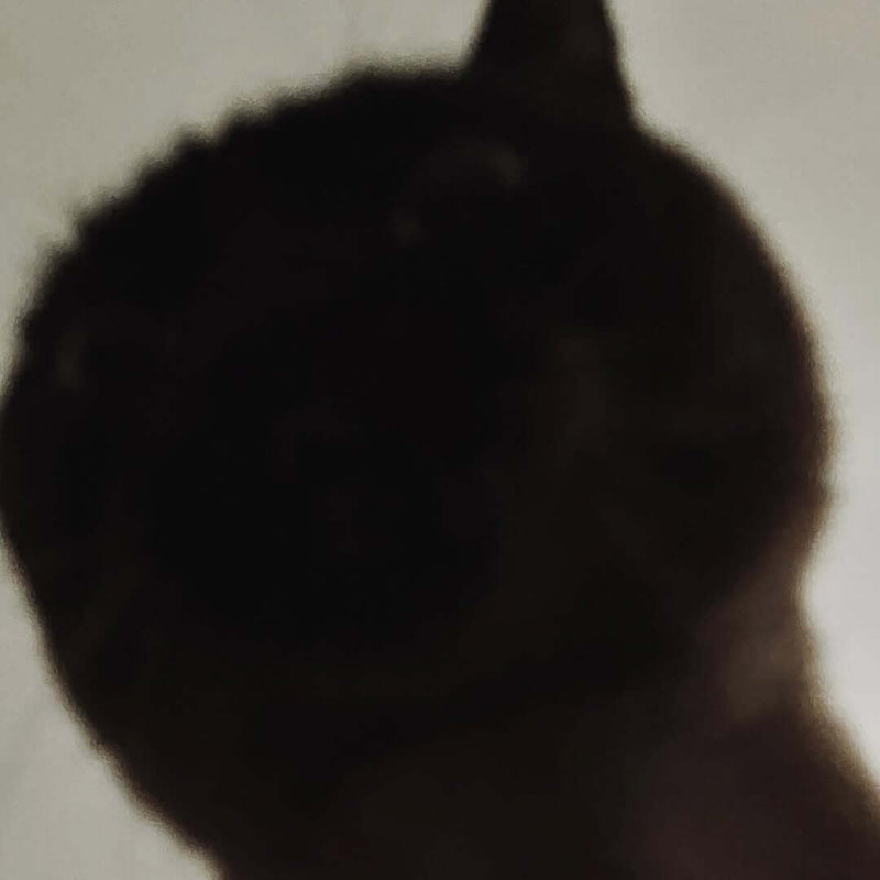 Silhouette of a cat against a light background