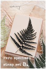 LCN Rubber Stamp Set - Fern Specimen