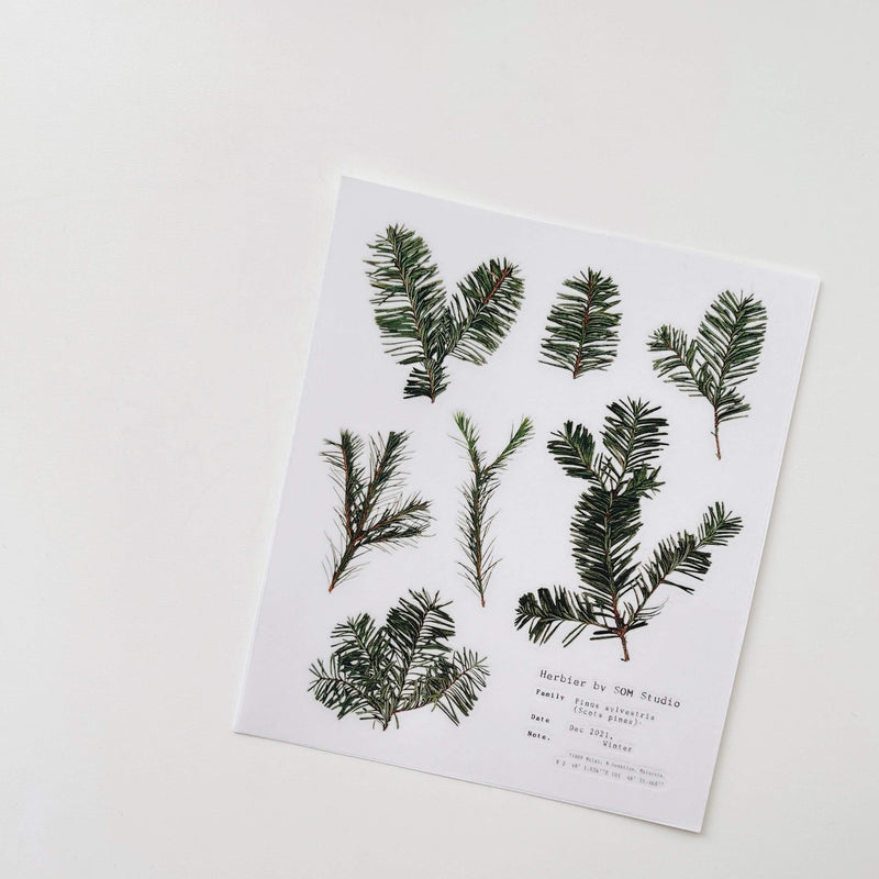 Pressed Flower Print-on Sticker: Scots Pines