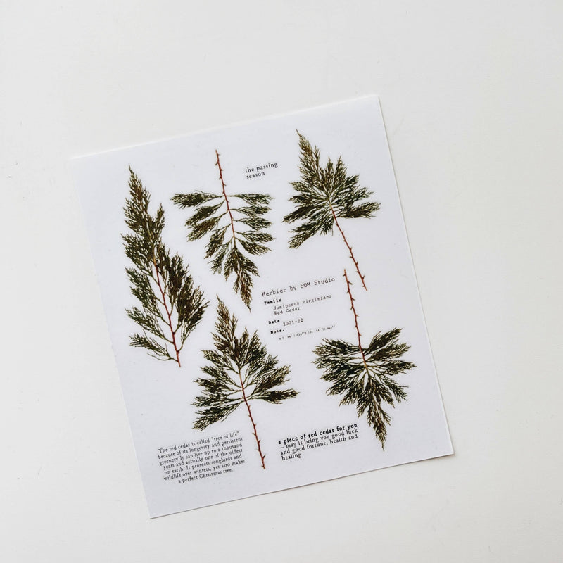 Pressed Flower Print-on Sticker: Red Cedar