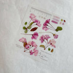 Pressed Flower Print-on Sticker: Cherry Blossom