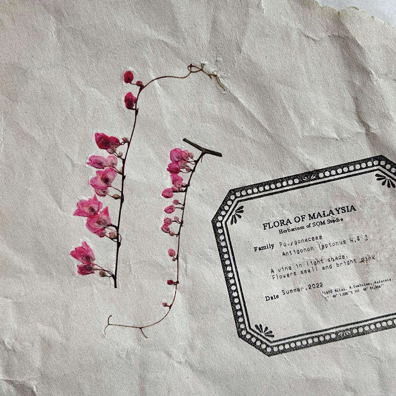 Pressed Flower Print-on Sticker: Coral Vine