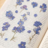 Press Flower Stickers Larkspur