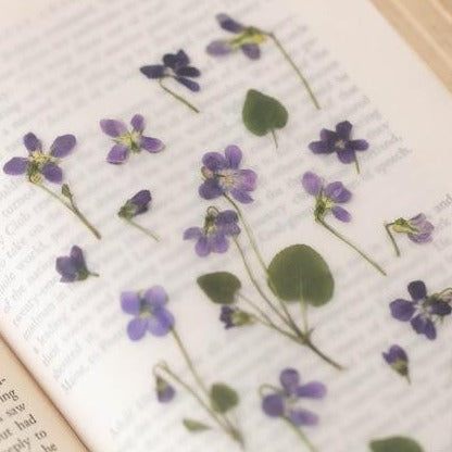 Press Flower Stickers Manchurian Violet