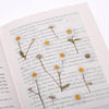 Press Flower Stickers Marguerite
