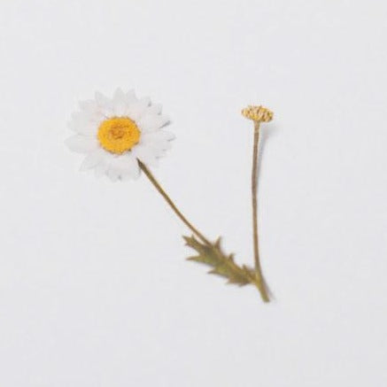 Press Flower Stickers Marguerite