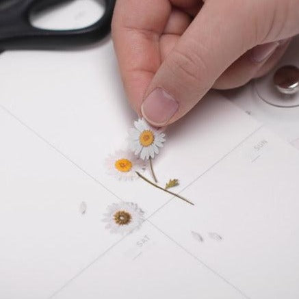 Press Flower Stickers Marguerite