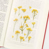 Press Flower Stickers Rapeseed Flower