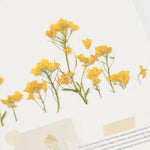 Press Flower Stickers Rapeseed Flower