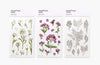 Press Flower Stickers Sweet Alyssum
