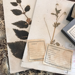 LampxPaperi Plant Specimen Labels