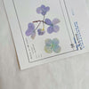 Pressed Flower Print-on Sticker: Hydrangea