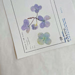 Pressed Flower Print-on Sticker: Hydrangea