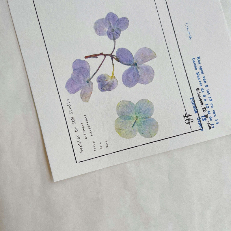 Pressed Flower Print-on Sticker: Hydrangea