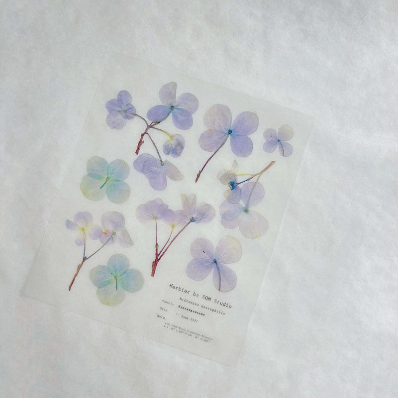 Pressed Flower Print-on Sticker: Hydrangea