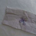 Pressed Flower Print-on Sticker: Hydrangea