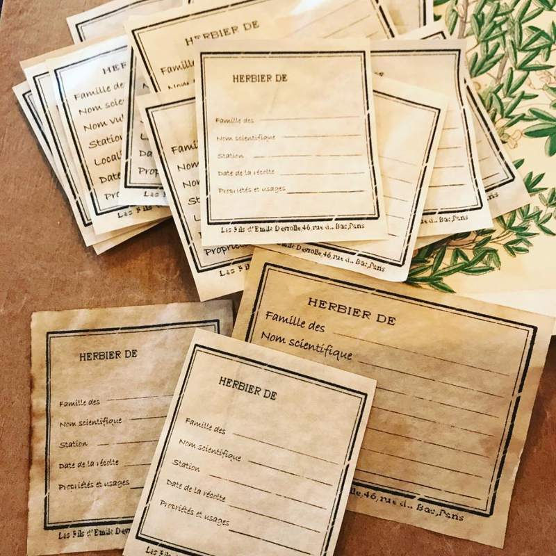 LampxPaperi Plant Specimen Labels