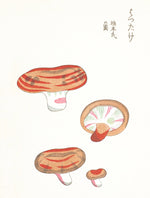 Mushroom Postcards