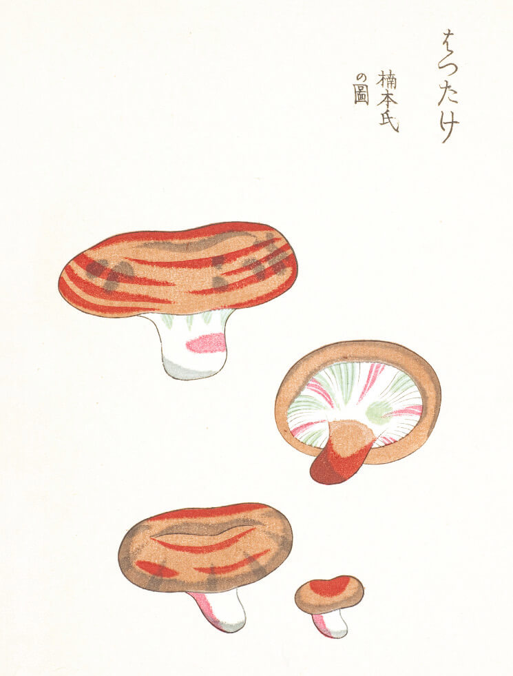 Mushroom Postcards