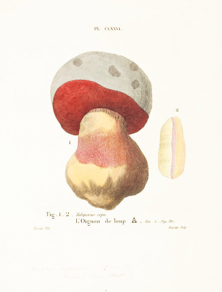 Mushroom Postcards