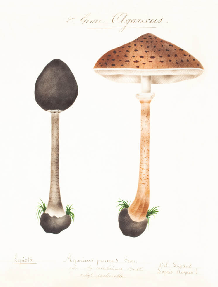 Mushroom Postcards