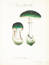 Mushroom Postcards