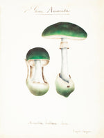 Mushroom Postcards