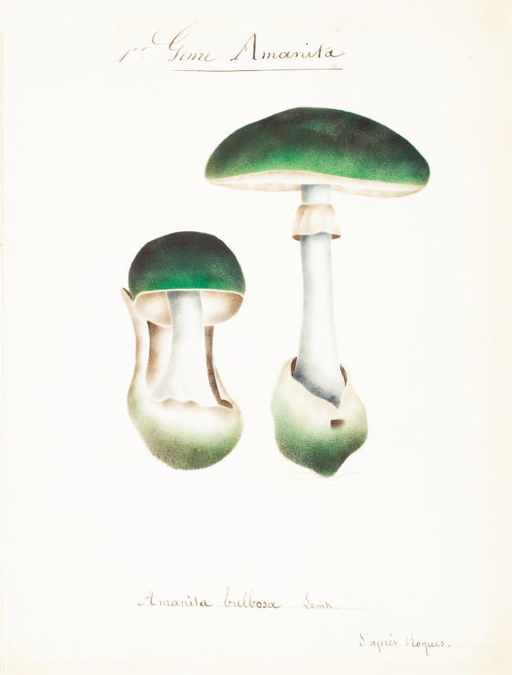 Mushroom Postcards