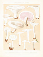 Mushroom Postcards