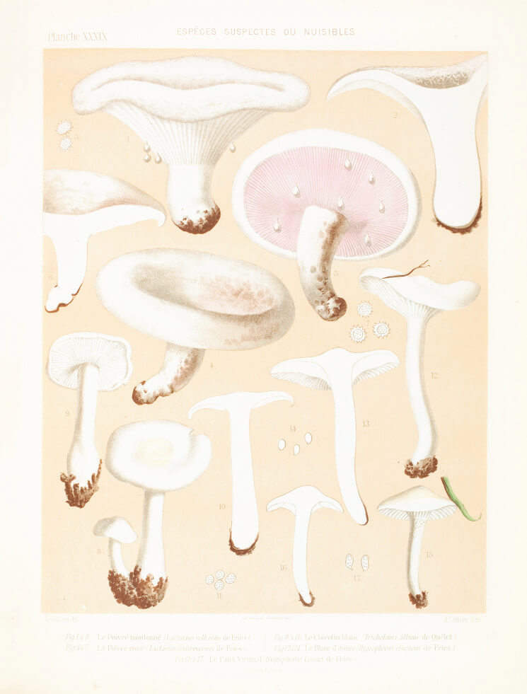 Mushroom Postcards