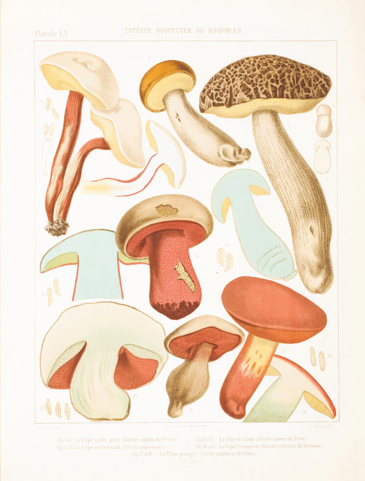 Mushroom Postcards