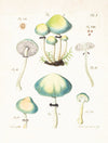 Mushroom Postcards