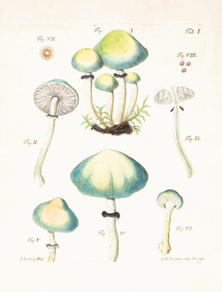 Mushroom Postcards