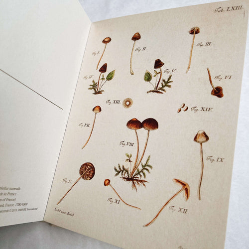 Mushroom Postcards